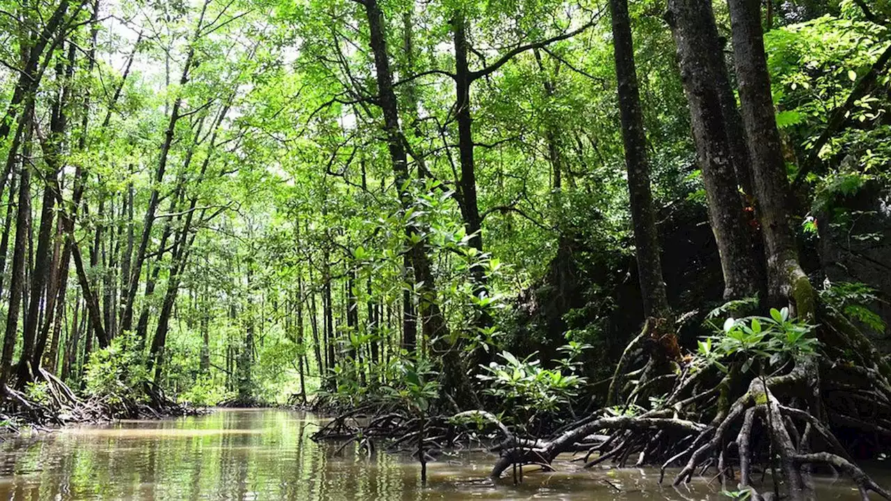 Urai Tumpang Tindih Kawasan Hutan, Perppu Cipta Kerja Siapkan Sanksi Administratif