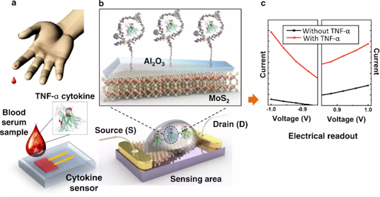 Ultrasensitive rapid cytokine sensors based on asymmetric geometry two-dimensional MoS2 diodes - Nature Communications