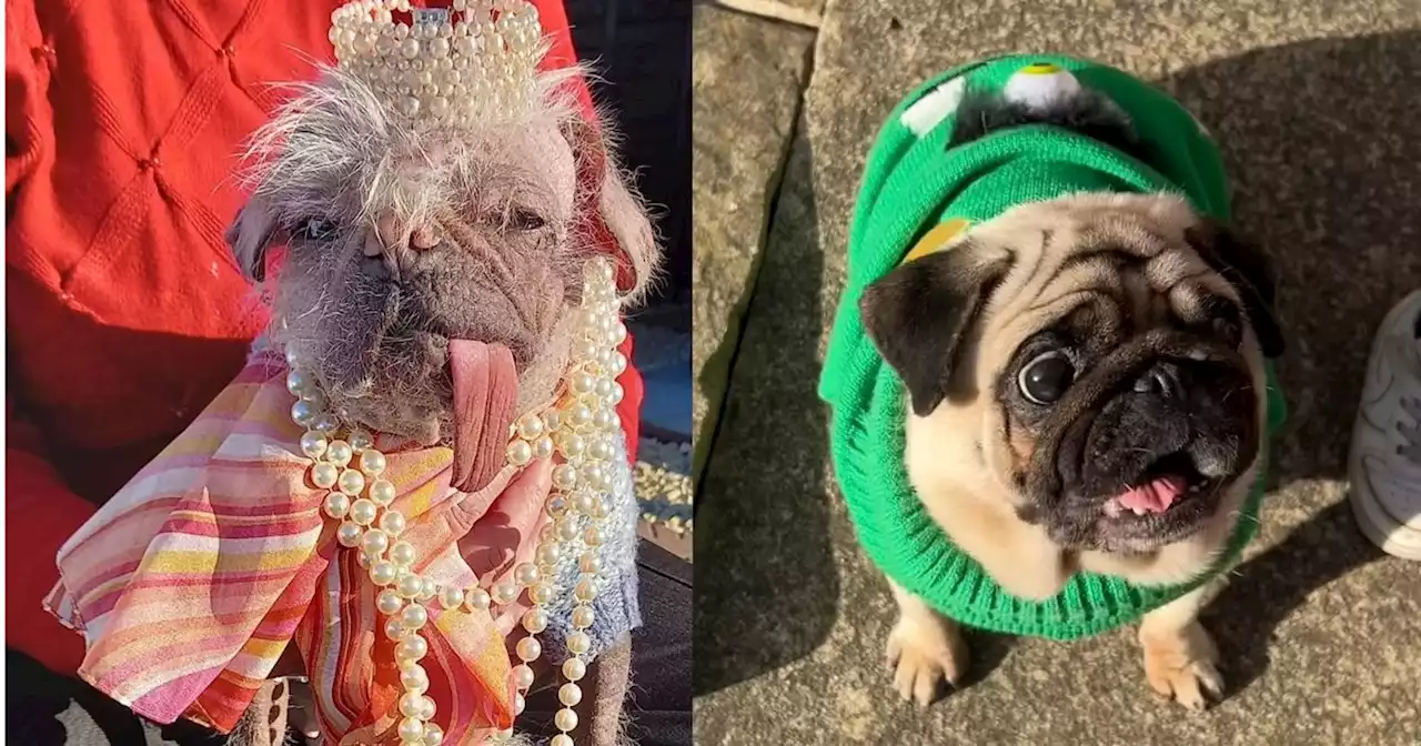 All the candidates for Britain's ugliest dog - full list