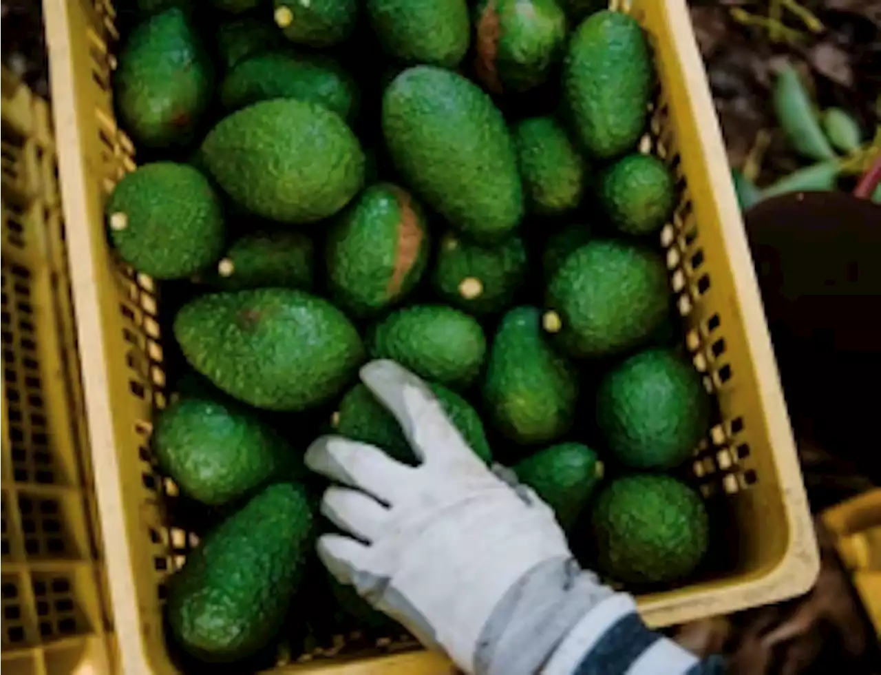 México prepara tonelada masiva de aguacates para el Super Bowl