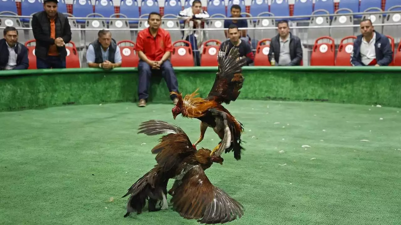 En peleas de gallos, los gallos los mataron dos personas