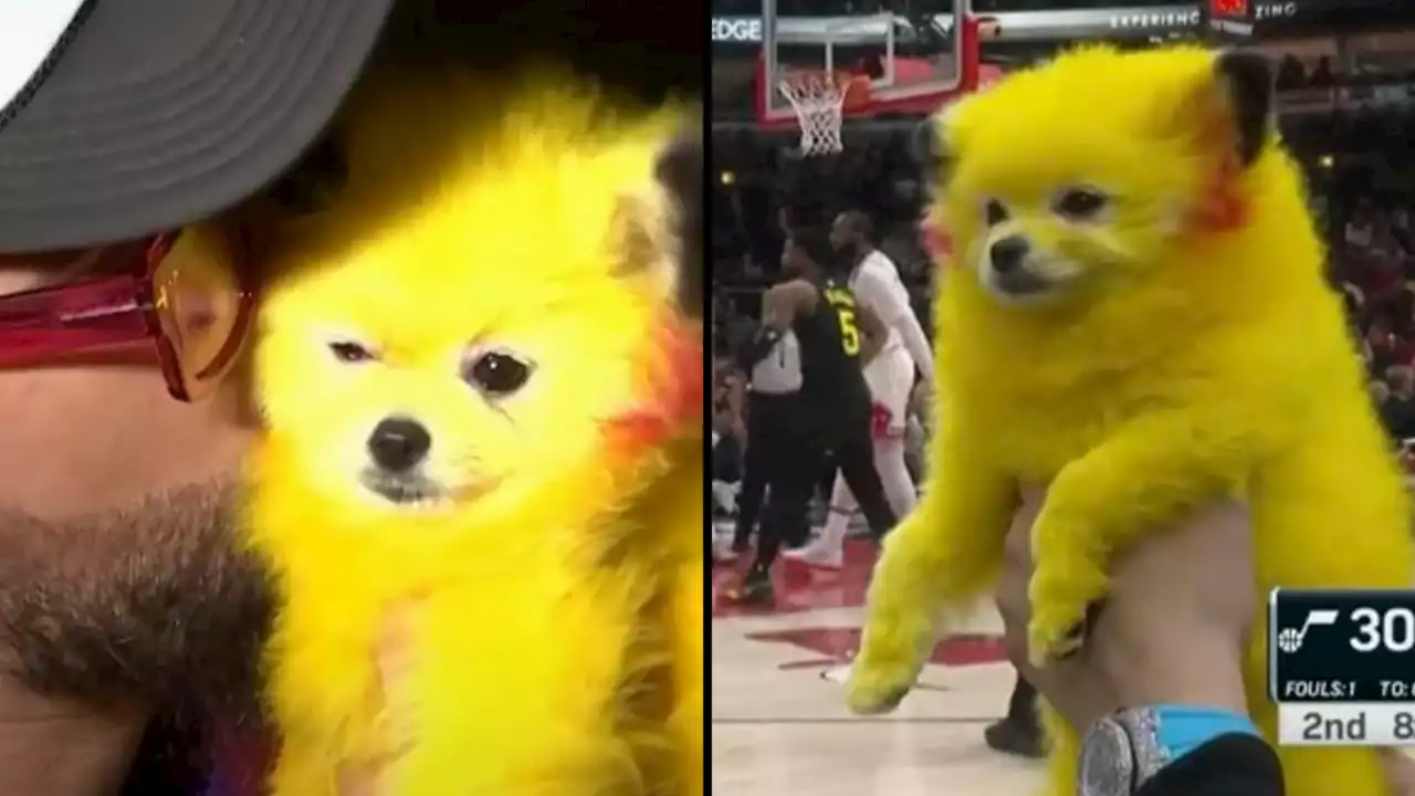 [VIDEO Y FOTOS] Convirtieron perrito en Pikachu, multaron a dueño, pero se robaron el show