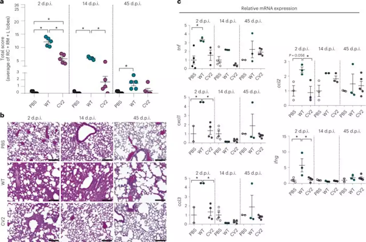 Engineered live bacteria suppress Pseudomonas aeruginosa infection in mouse lung and dissolve endotracheal-tube biofilms - Nature Biotechnology