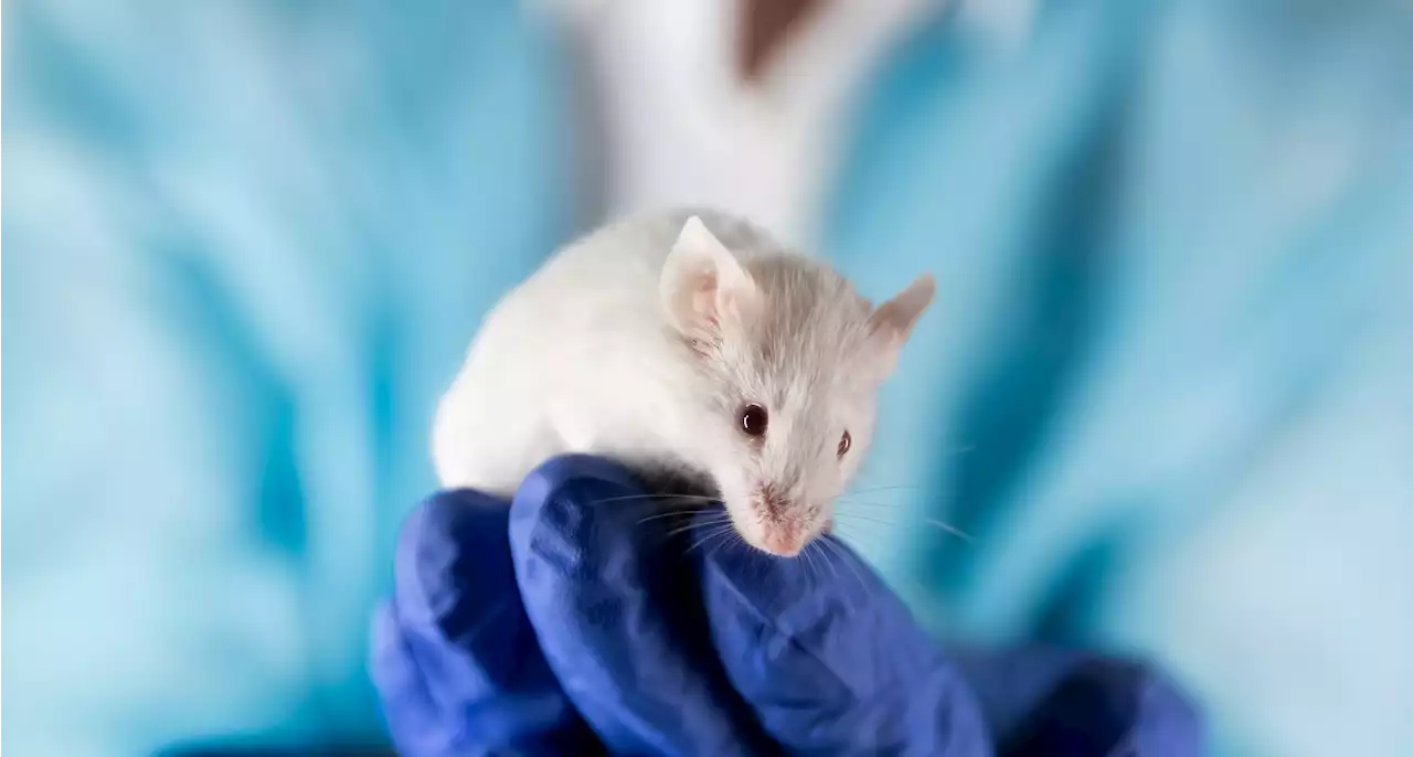 Partial genetic reprogramming might extend lifespan and reverse aging in old mice