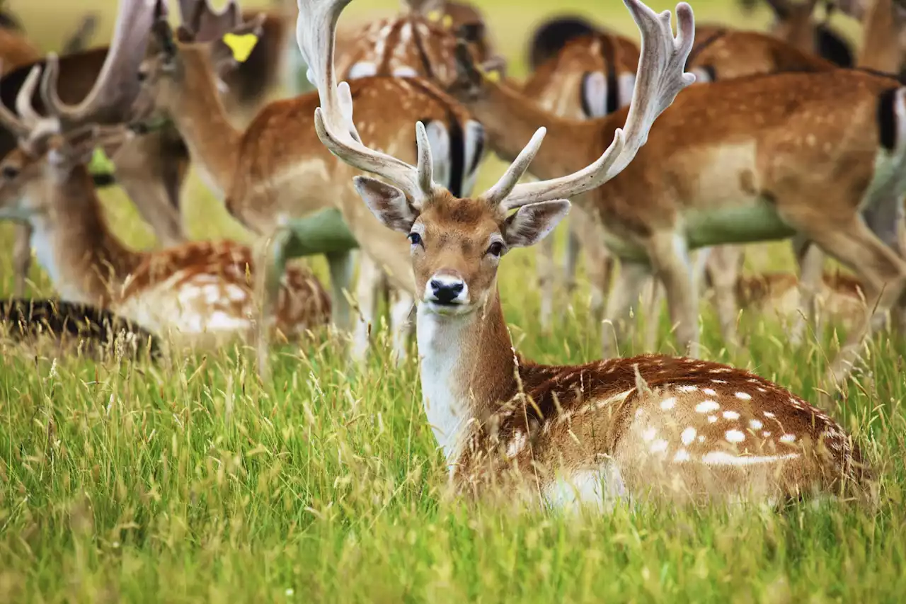 Phoenix Park deer should be culled to increase biodiversity - Irish Wildlife Trust