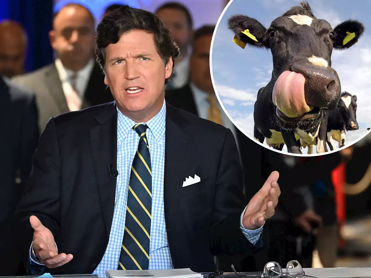 Fox News segment attempts to put mask on cow: 'She's not having it'