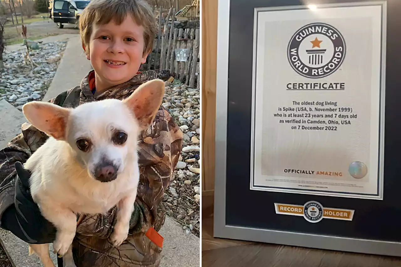 Chihuahua named Spike is world’s oldest dog: ‘He makes the best of each day’