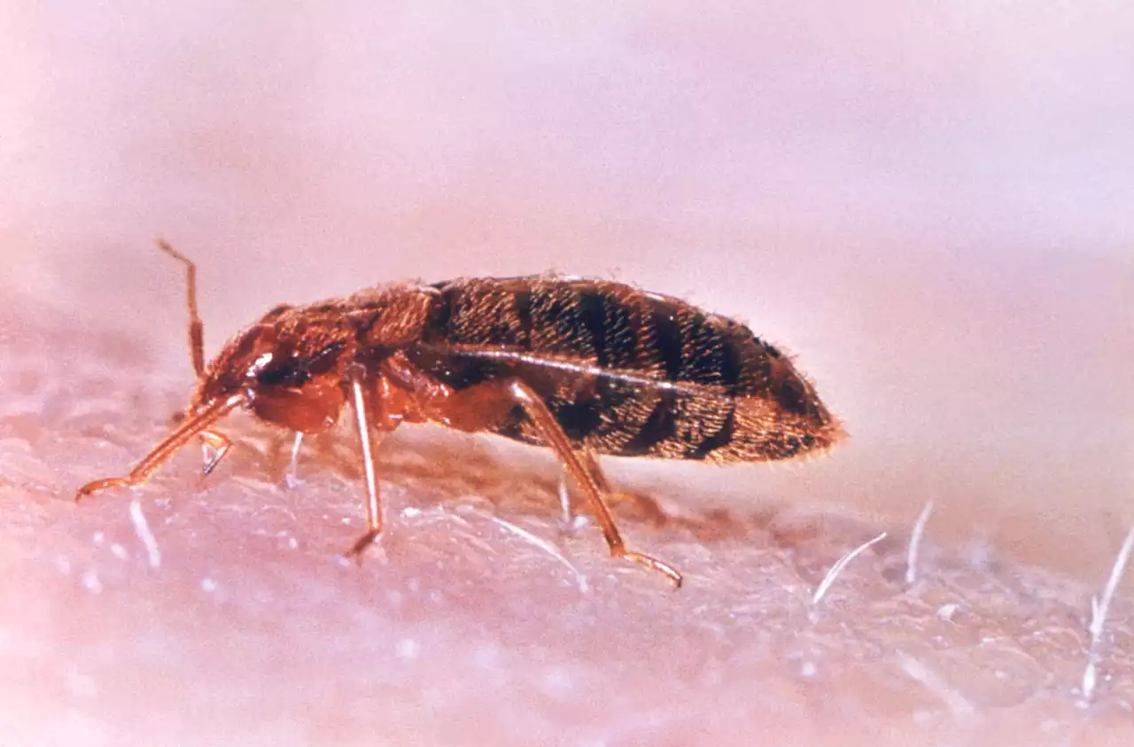 Don’t let the bed bugs bite? Easier said than done in 3 Pa. cities who rank among nation’s most infested