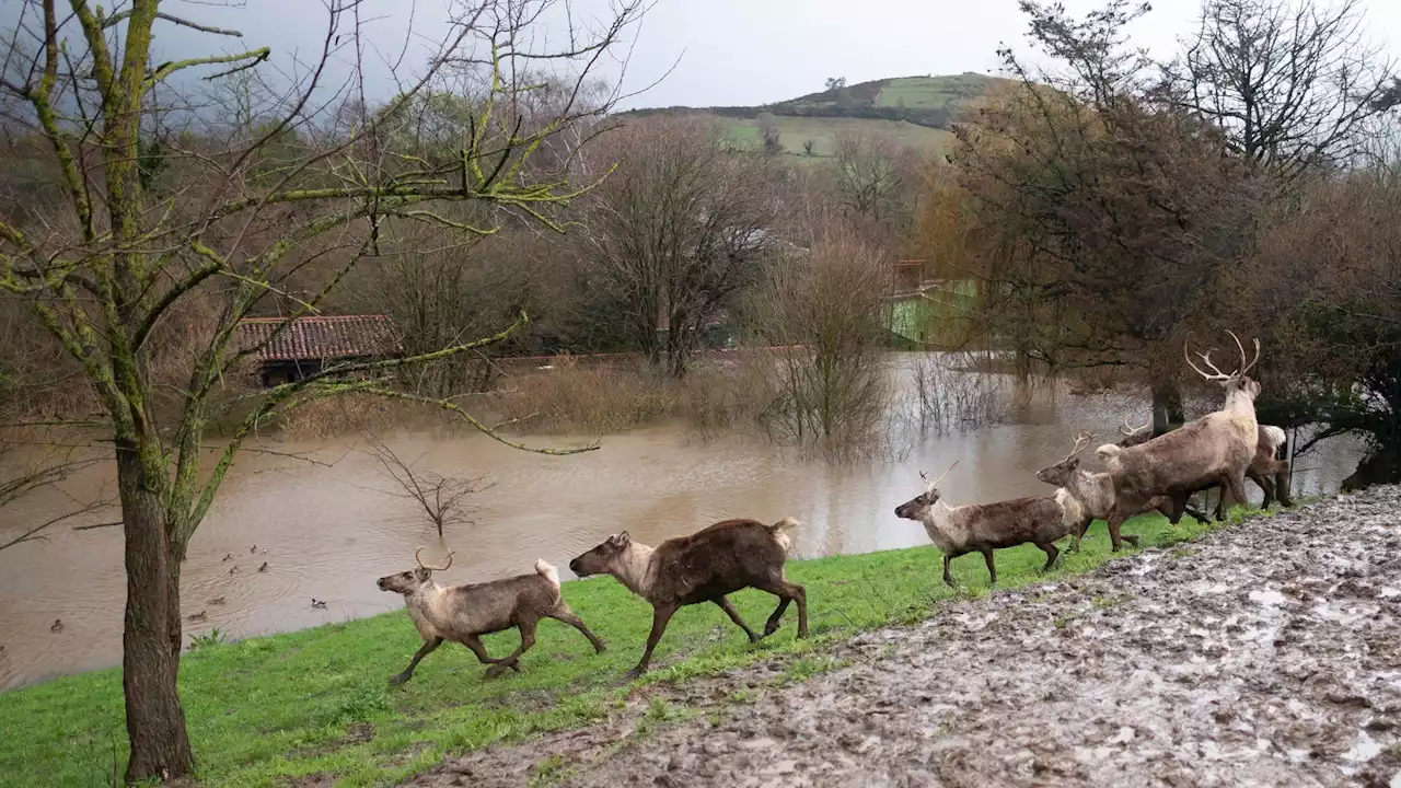 El zoo de Santillana del Mar, inundado: 'Hemos estado al borde del abismo'