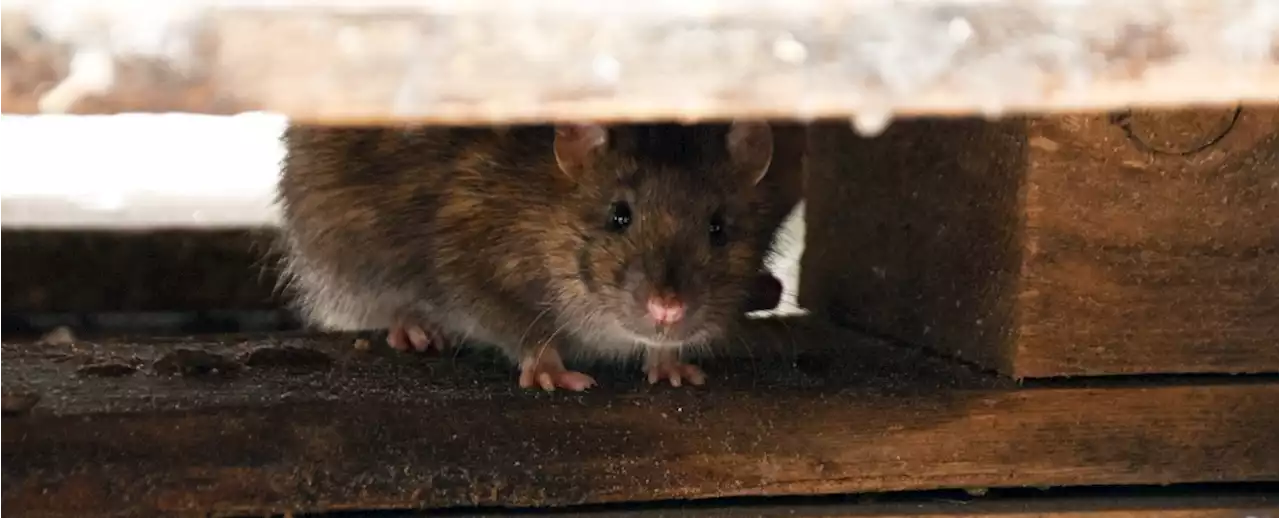 We Might Have Been Wrong About The Role Rats Played in The Black Death