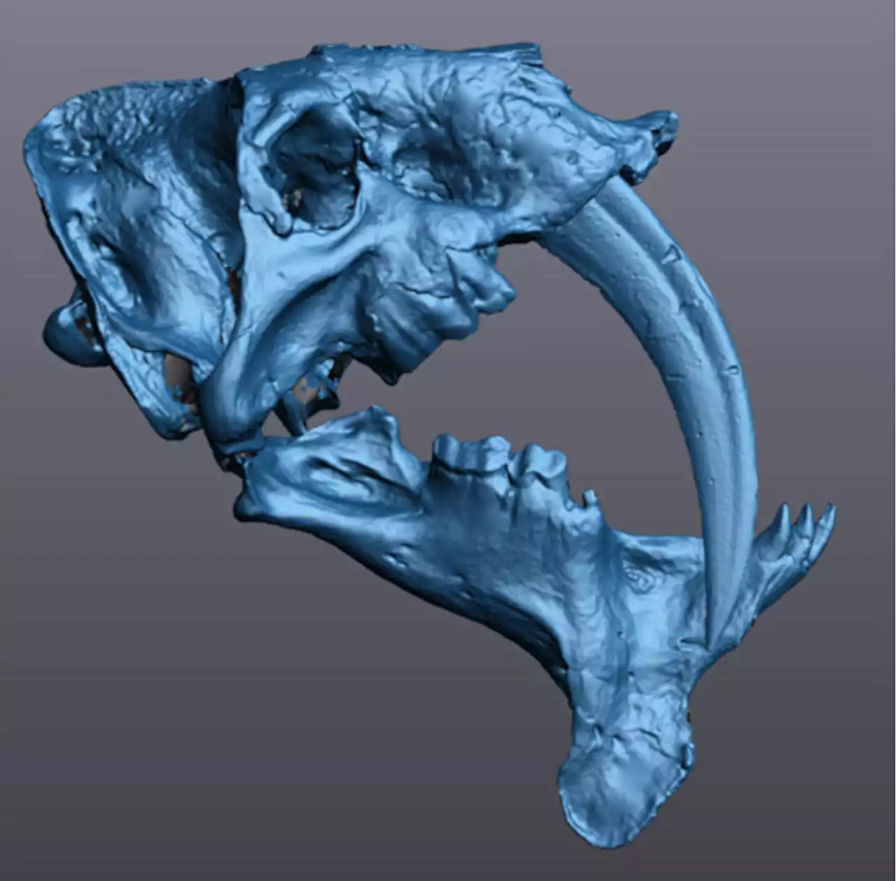 Fang-Tastic Findings: Study Unveils the Science Behind the Bite of Saber-Toothed Carnivores