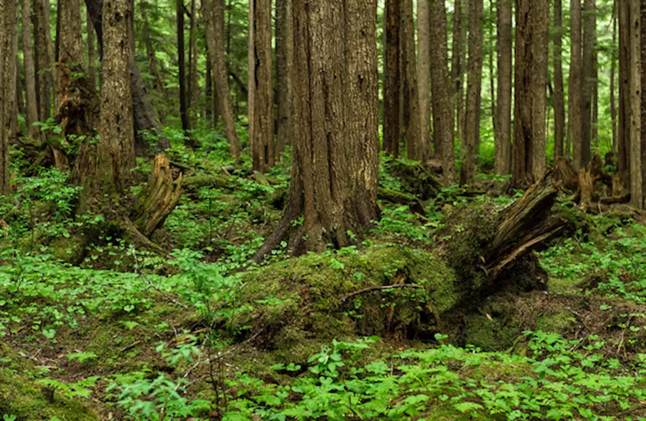 Coillte forestry deal with British fund condemned by TDs from across political spectrum