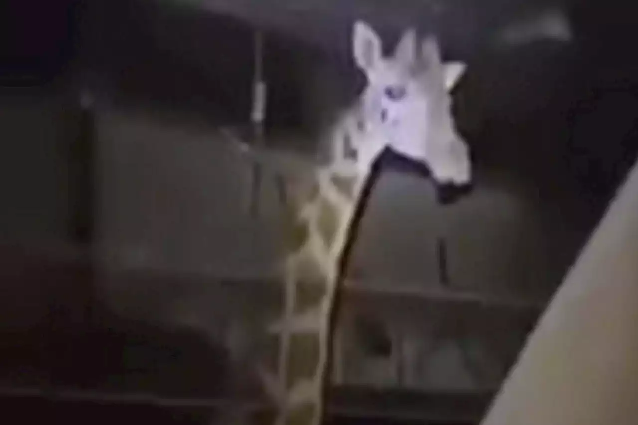 Yobs who lobbed bottle at giraffe’s head after breaking into zoo avoid jail