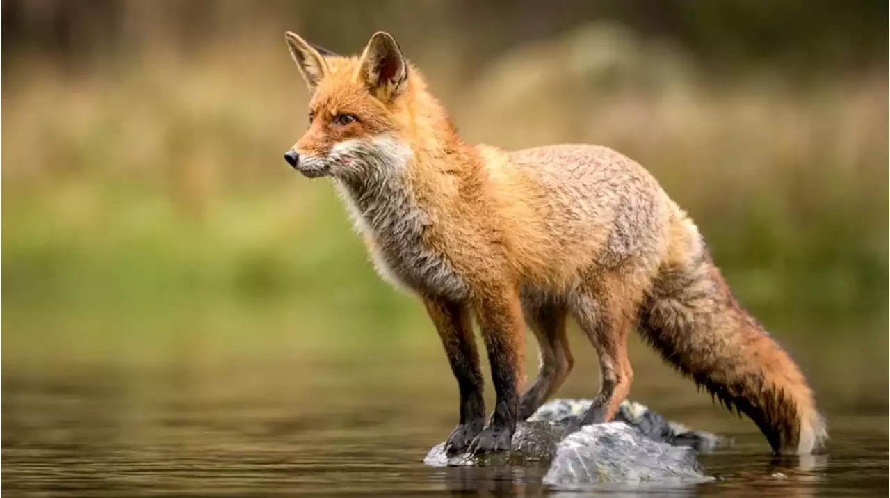 Aparecieron zorros en un barrio privado de Canning: recomendaciones para coexistir sin dañar a los animales