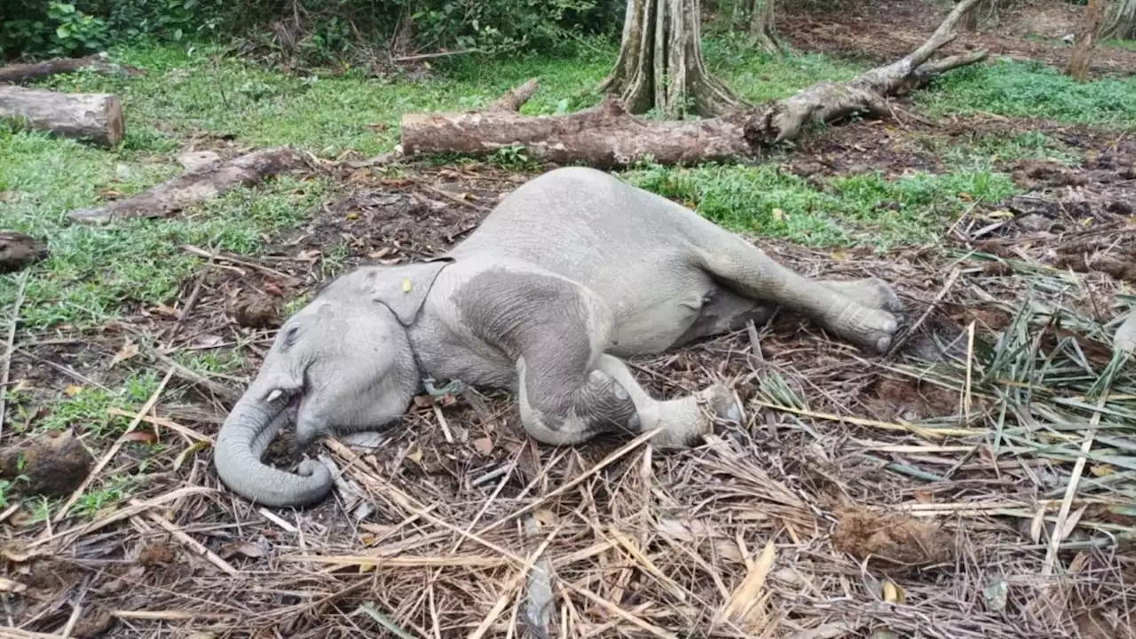 Anak Gajah Sumatra di Riau Mati Terserang Virus