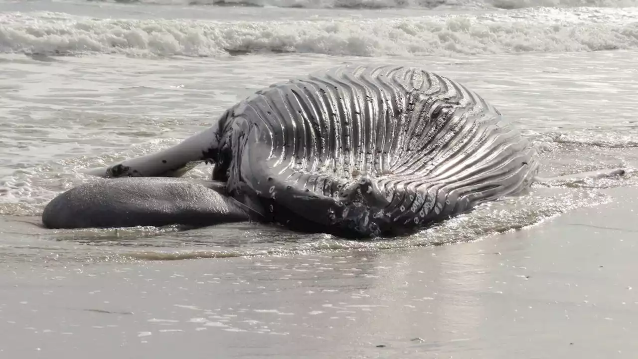 Feds: Offshore wind not to blame for East Coast whale deaths