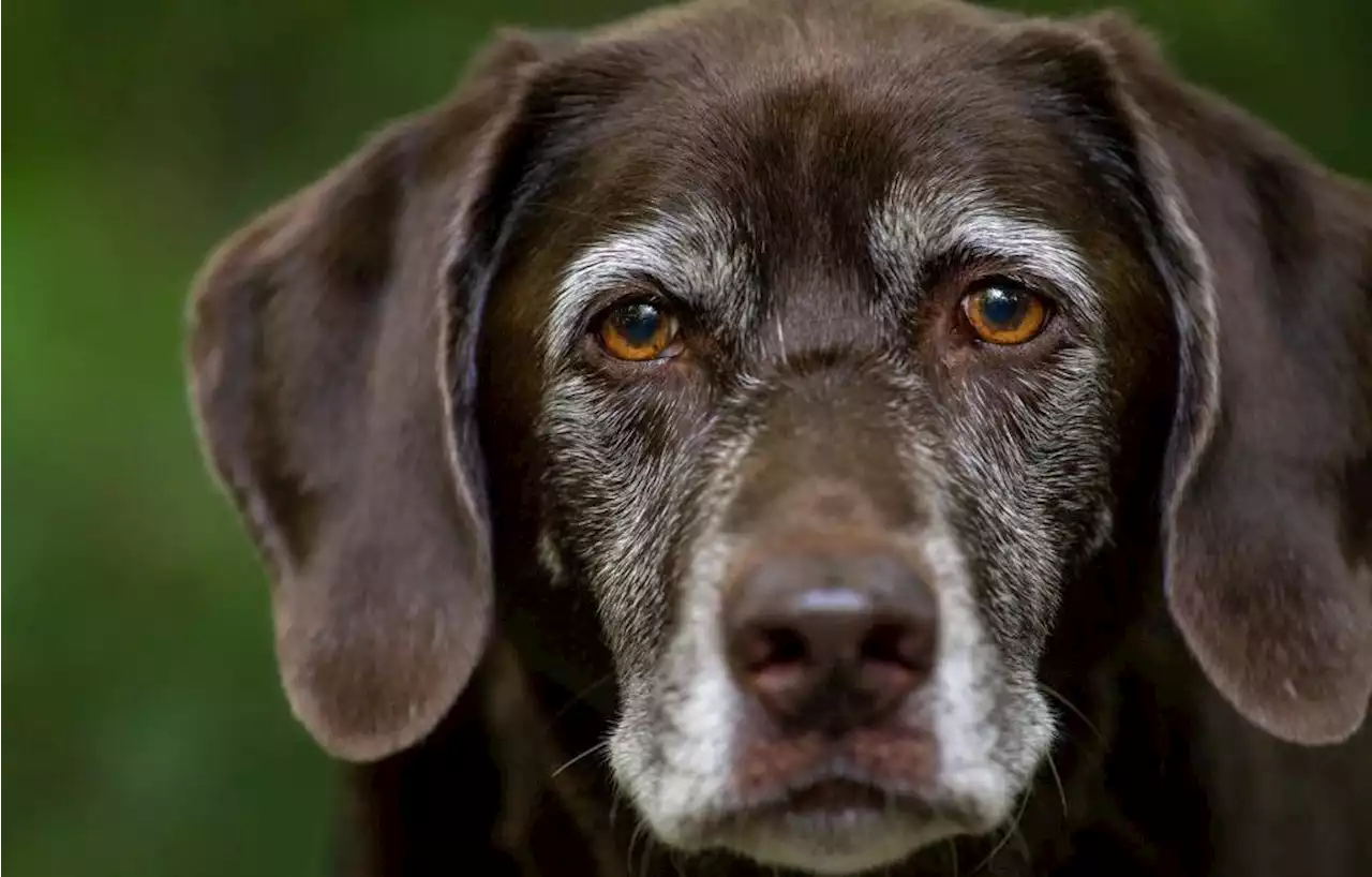 Le propriétaire d’un chien abandonné en Seine-Maritime identifié