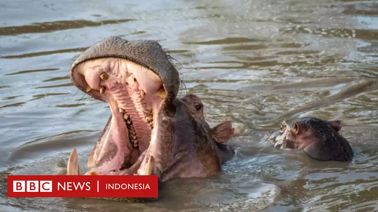 Pemburu liar kini incar gigi raksasa kuda nil untuk gantikan gading gajah - BBC News Indonesia