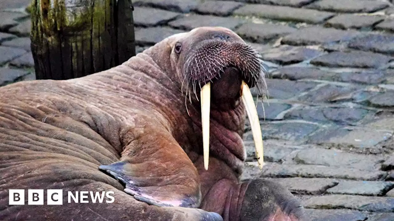 'Poor behaviour' from some Scarborough walrus visitors - report