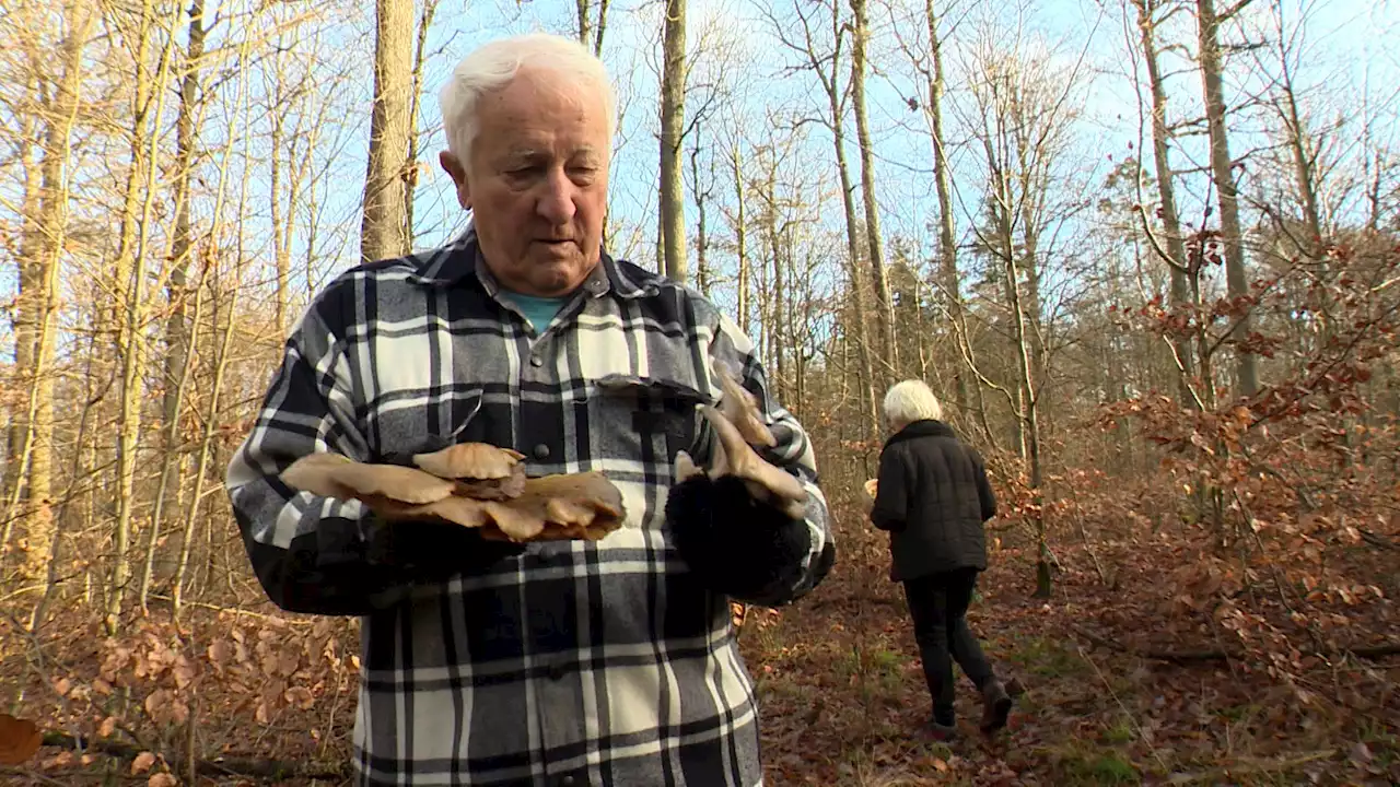 Klimawandel macht im Steigerwald neue Pilzsorten heimisch