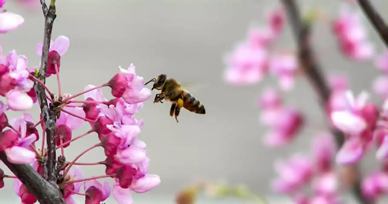 Honeybees are at risk, along with the crops they pollinate