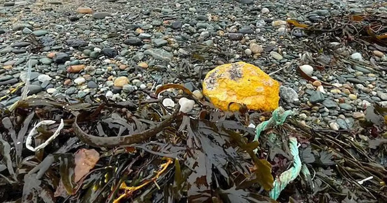 Man baffled as mystery discovery leaves dog 'bright orange'