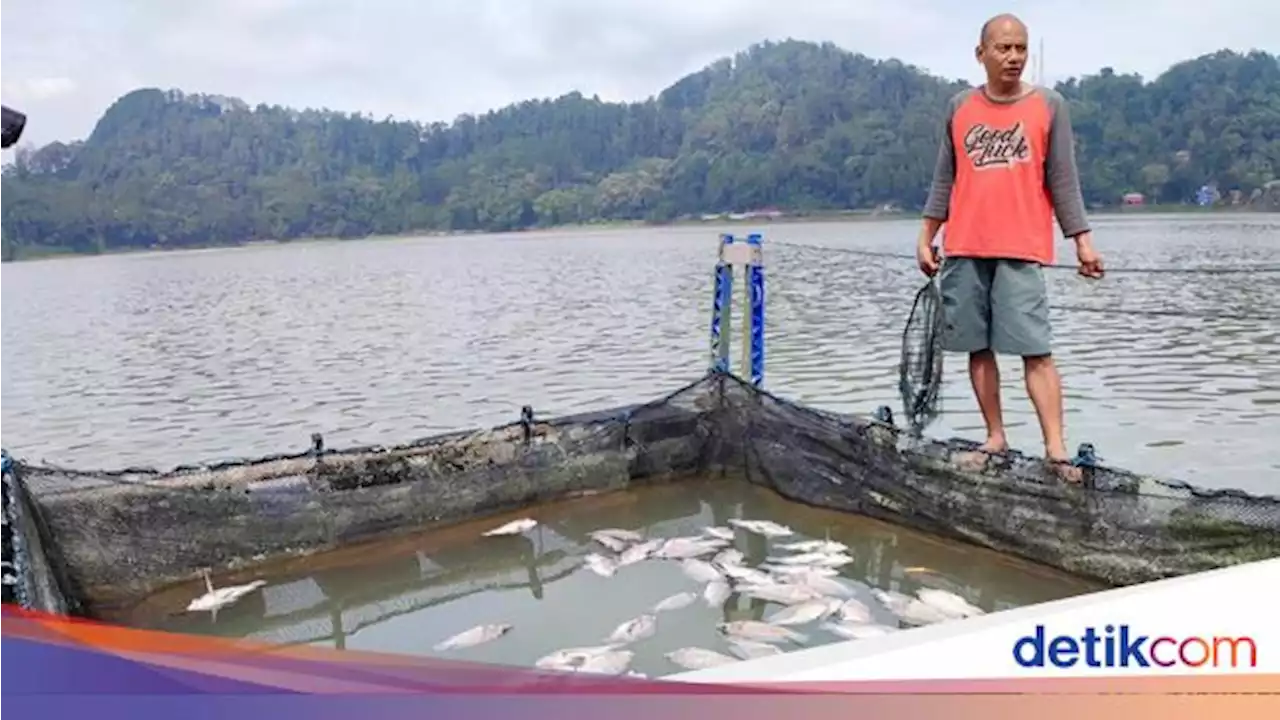 Ribuan Ikan di Keramba Telaga Ngebel Mati gegara Fenomena Gas Belerang