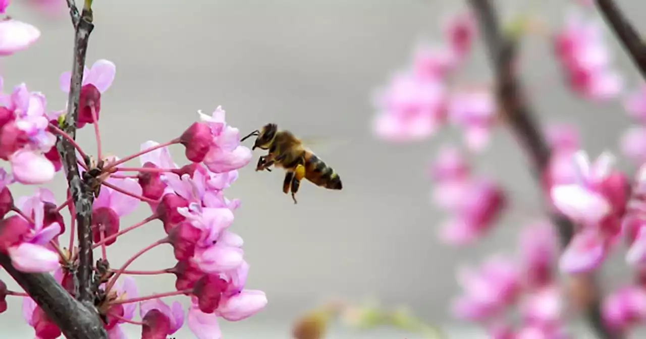 Reading minds: Scientists think solution for honeybee decline may lie in insects' brains