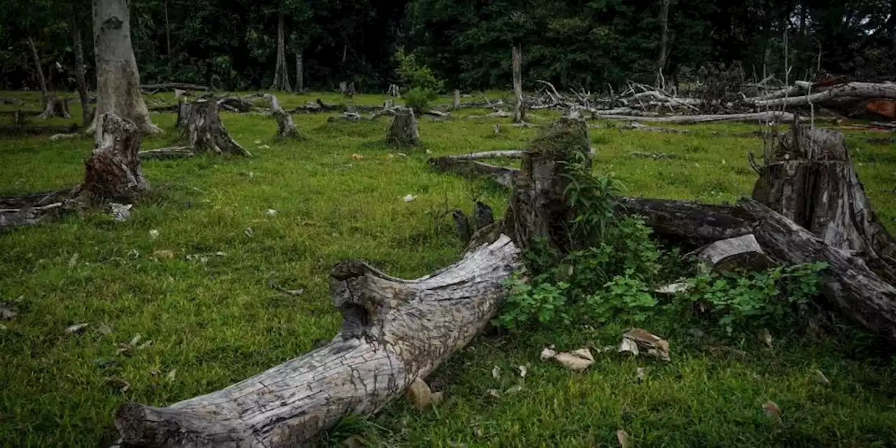 Cinco hechos que marcaron al medioambiente de Colombia en 2022