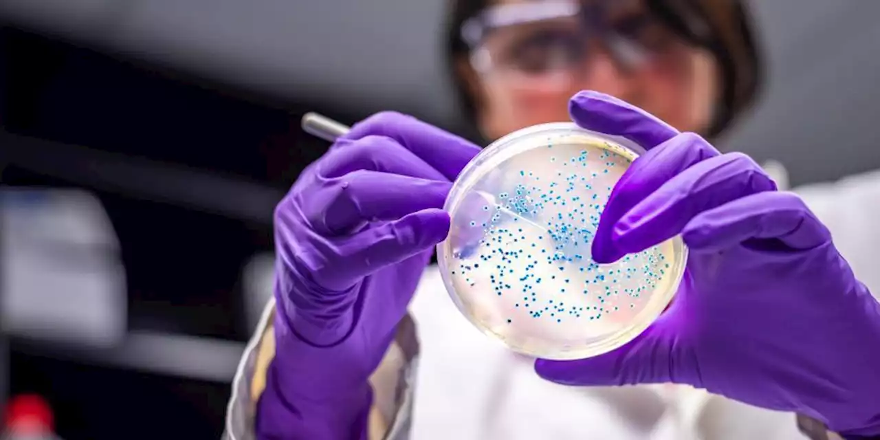 Las bacterias más peligrosas del mundo, según estudio