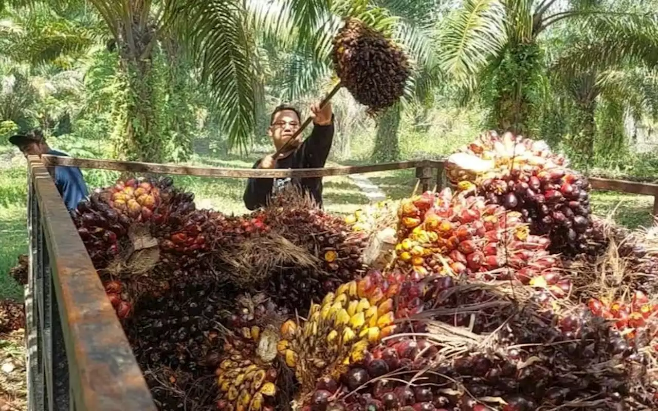 Waduh, Harga TBS Sawit di Kaltim Turun jadi Sebegini