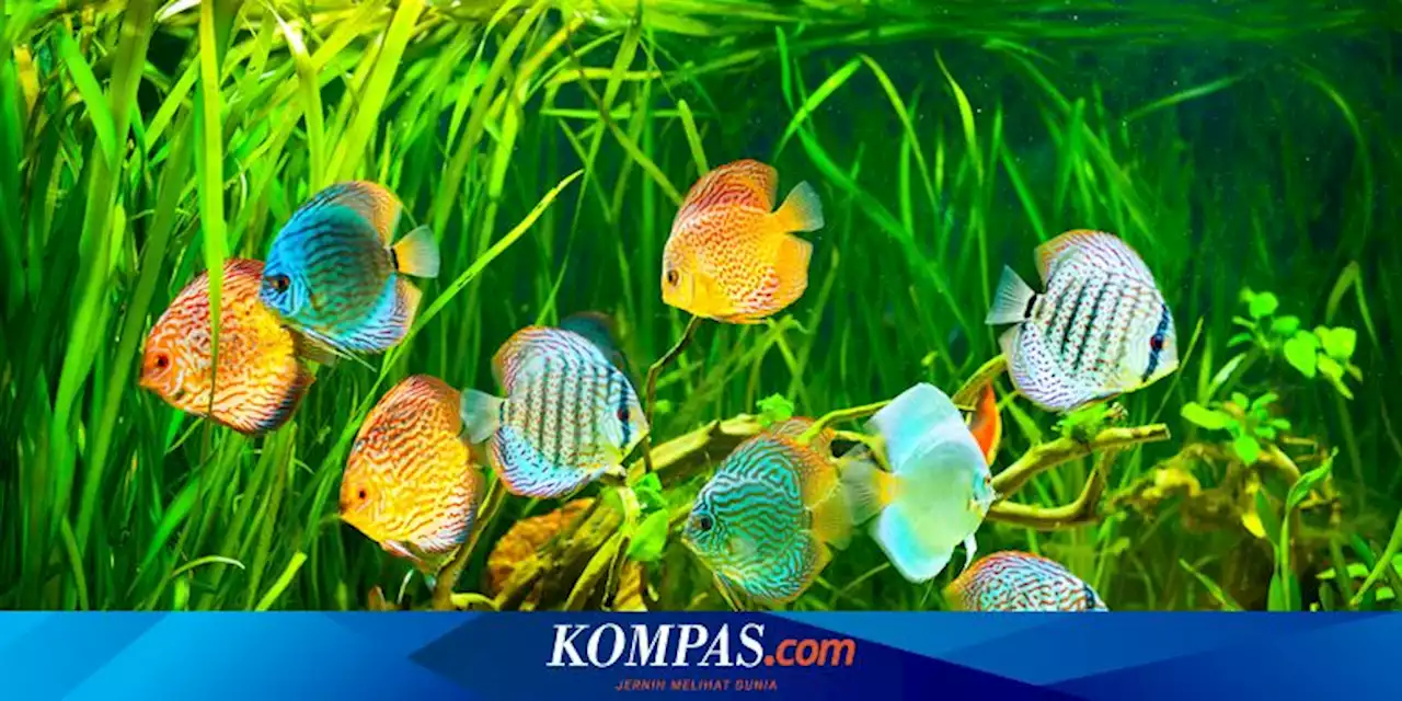 Benarkah Ikan Tidak Bisa Merasakan Sakit?