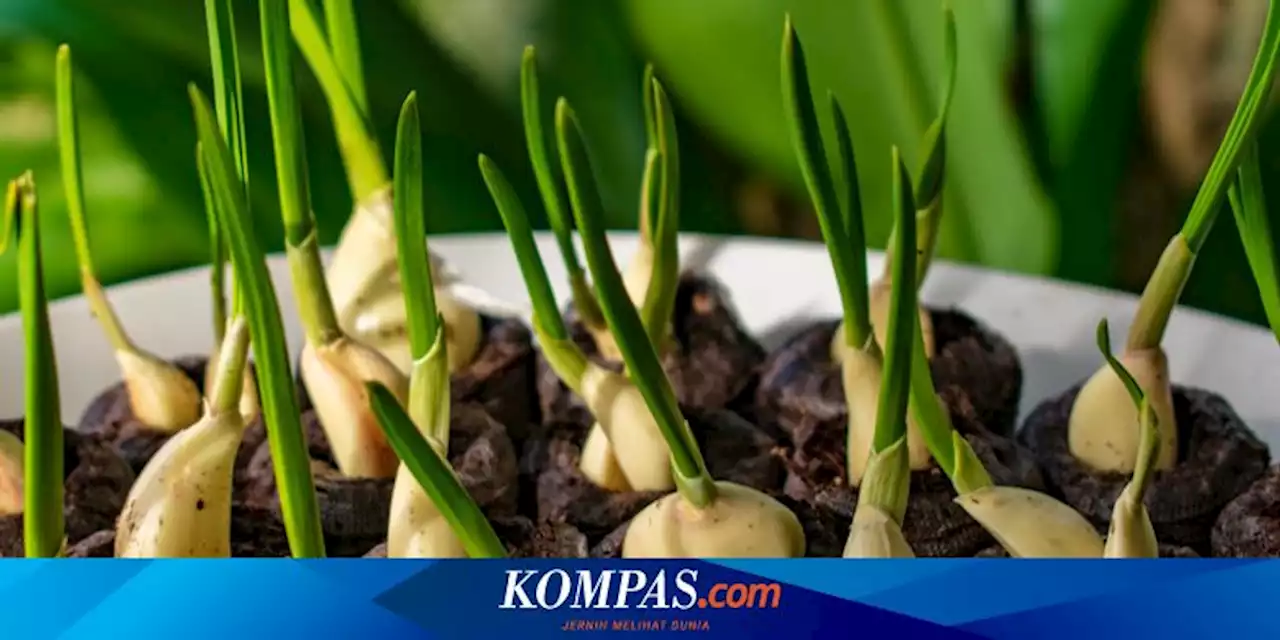 Mudah, Ini Cara Menanam Bawang Putih Dalam Pot