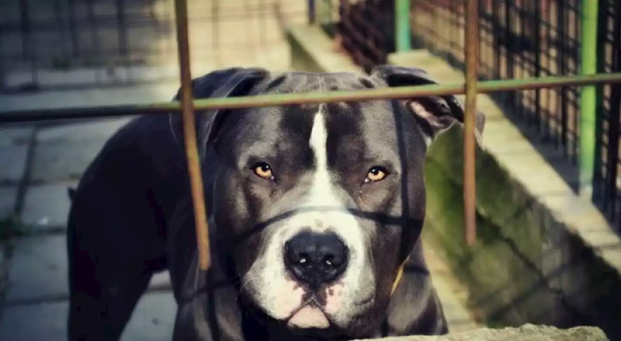 Pitbull sbrana un barboncino al guinzaglio nella piazza della stazione Termini, denunciata la proprietaria