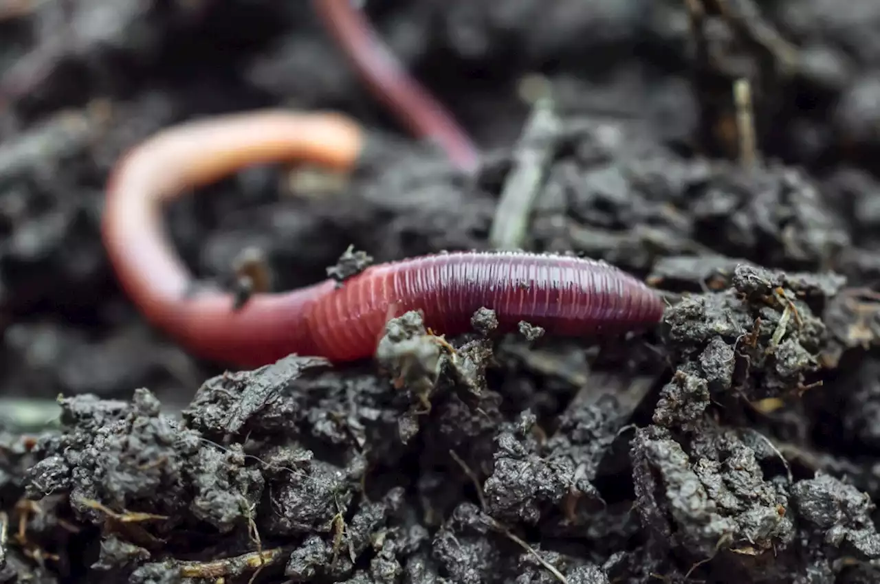 Livermore worms have good reason for coming out in the rain