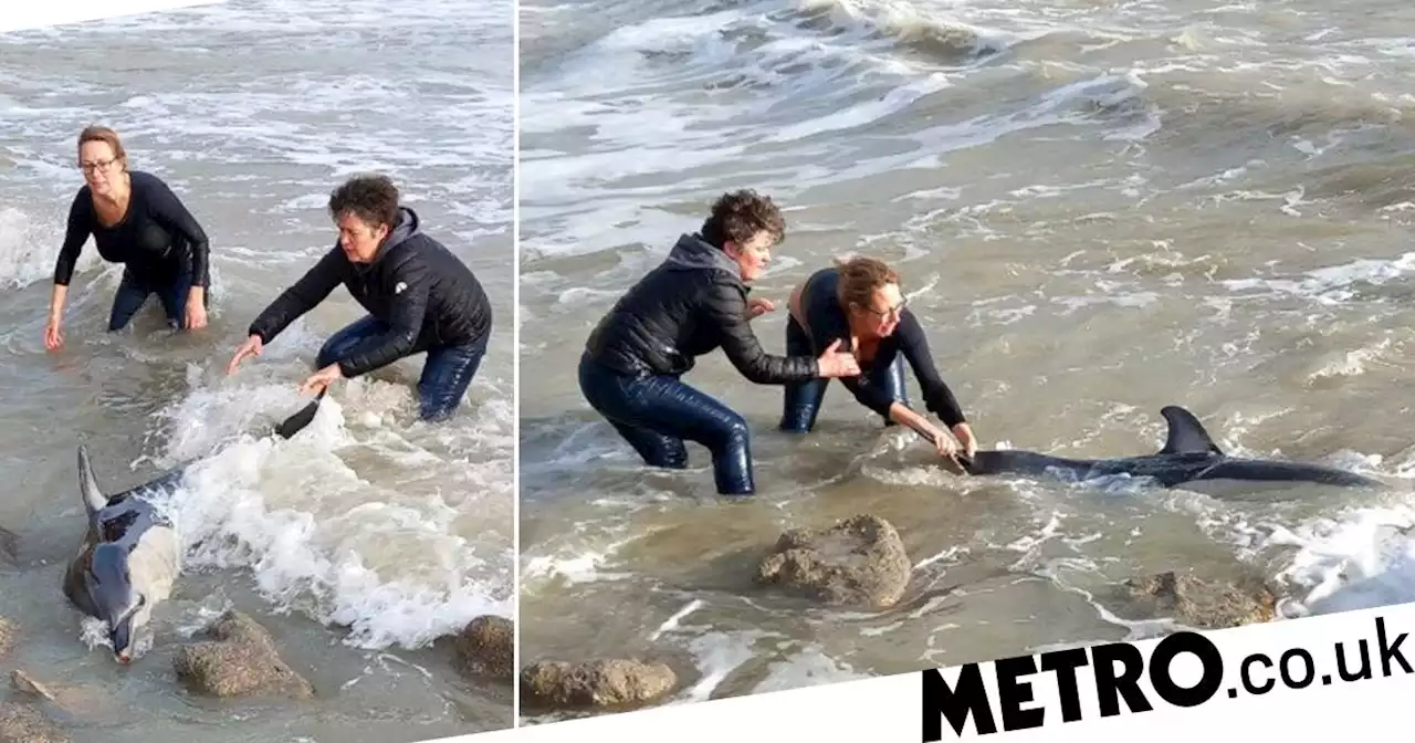 Two women jumped into icy sea to rescue dolphin trapped in rock gulley by tide