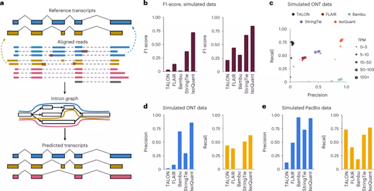 Accurate isoform discovery with IsoQuant using long reads - Nature Biotechnology