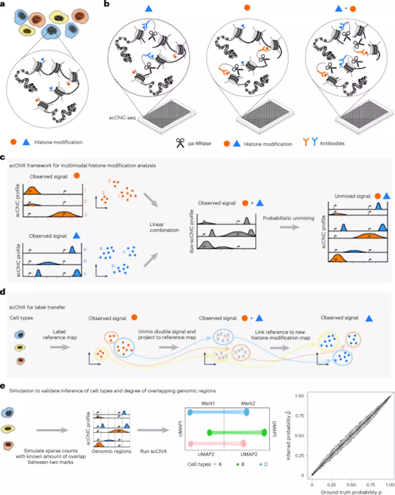 scChIX-seq infers dynamic relationships between histone modifications in single cells - Nature Biotechnology