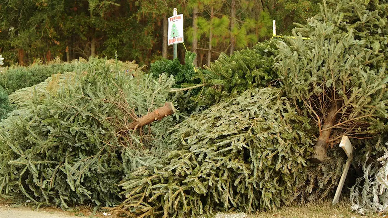 Where to Recycle Your Christmas Tree in Chicago, Suburbs