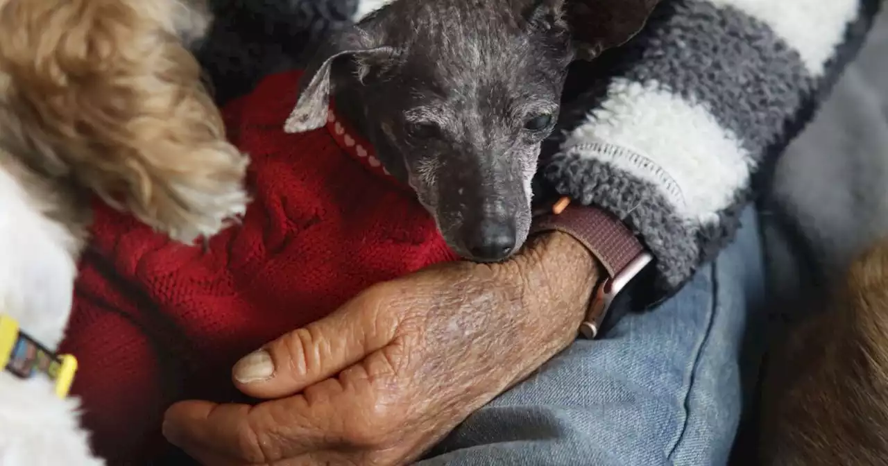 Wagging tails and big hearts drive backcountry nonprofit that rescues and rehomes senior dogs