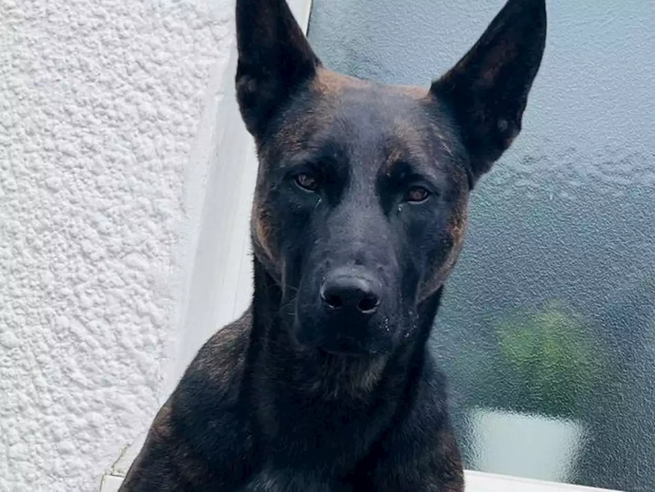 One in custody with help from police dog Vixen after 'lengthy' pursuit of suspected stolen vehicle