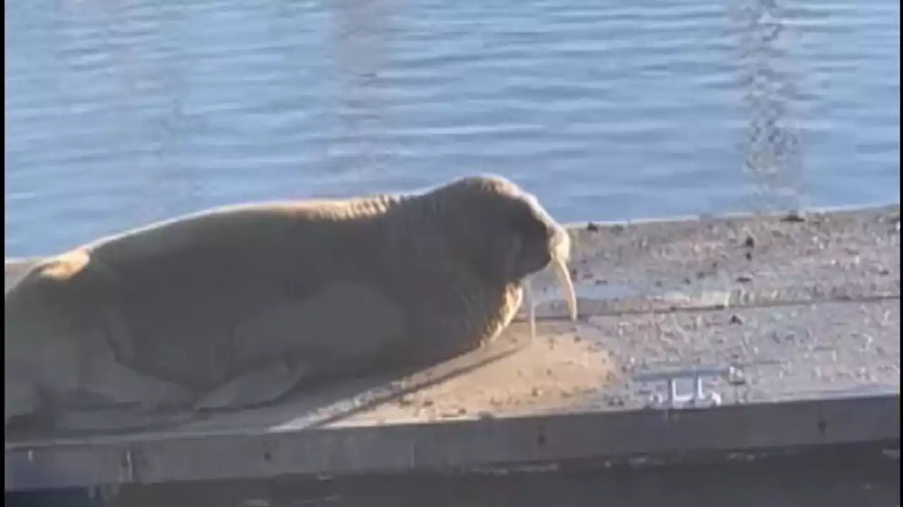 Thor the walrus appears in Northumberland after cancelling Scarborough New Year fireworks