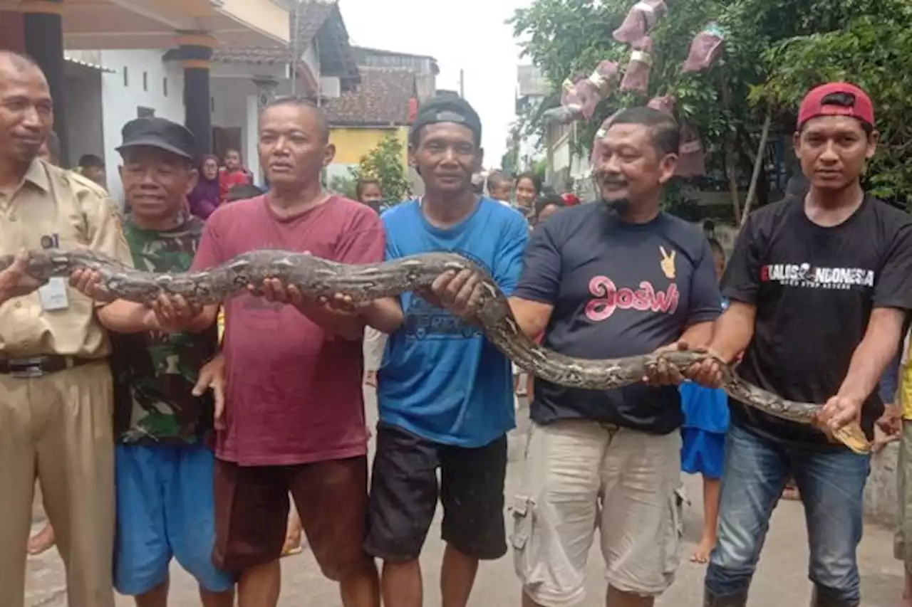 Gagal Memangsa Ayam di Palur, Piton Sepanjang Tiga Meter Ditangkap