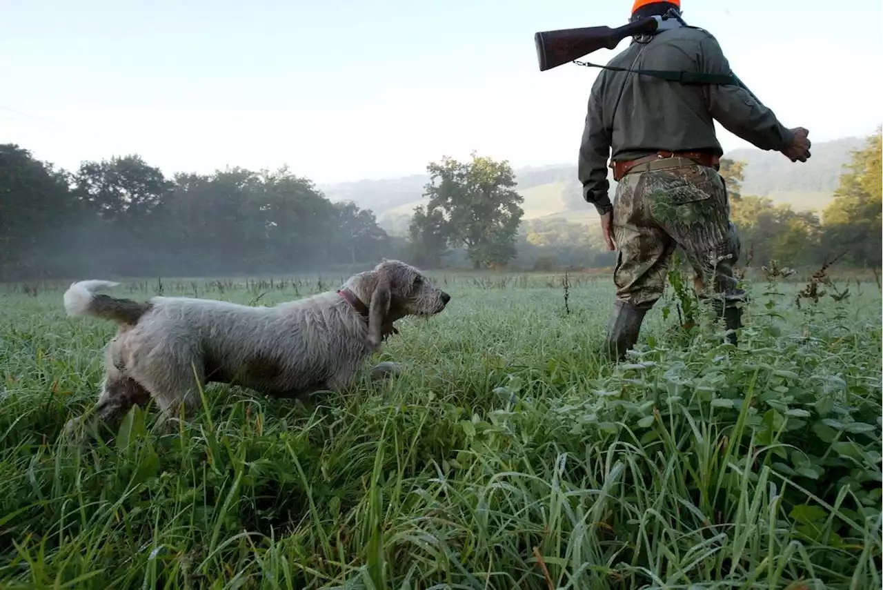 Chasse : près de 8 Français sur 10 favorables à l’interdiction de l’activité le dimanche