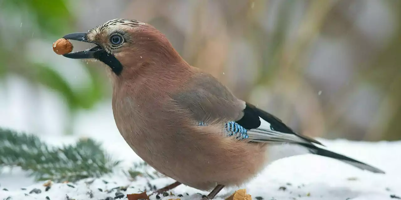 Aktion zur Vogelbeobachtung: Wer piept denn da?