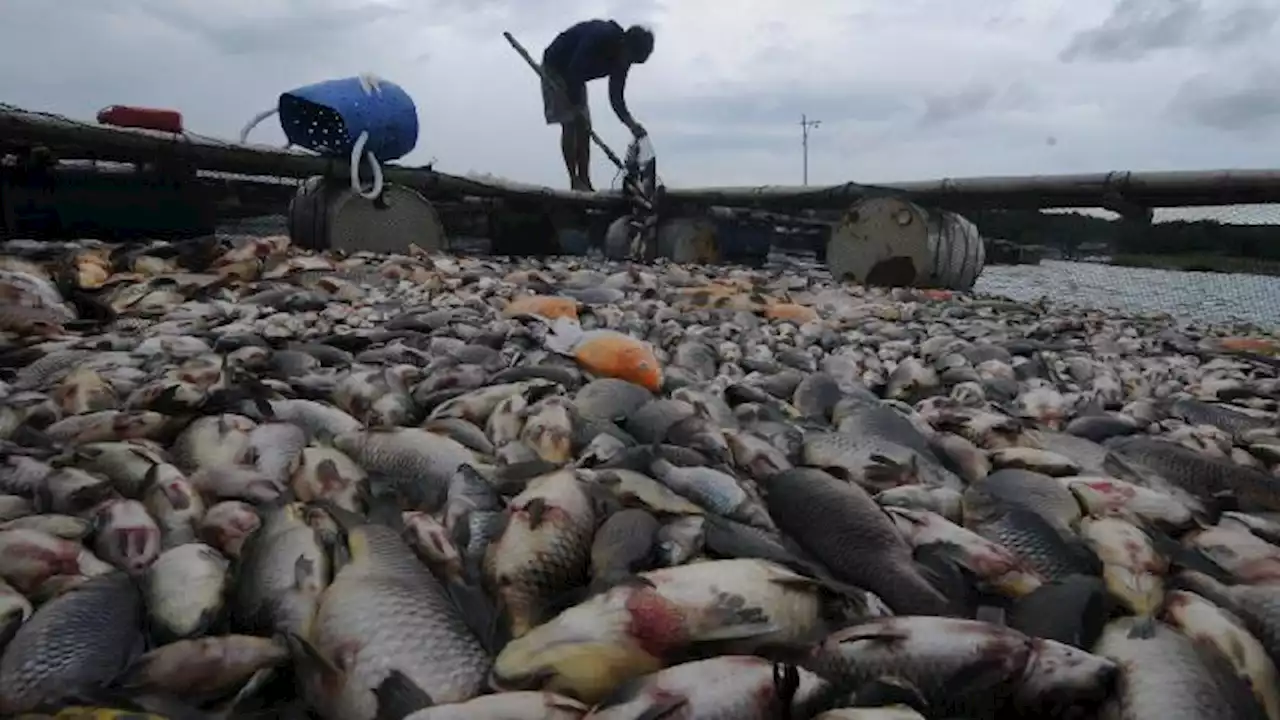 Ribuan Ikan di Waduk Kedung Ombo Mati, Kerugian Ratusan Juta Rupiah