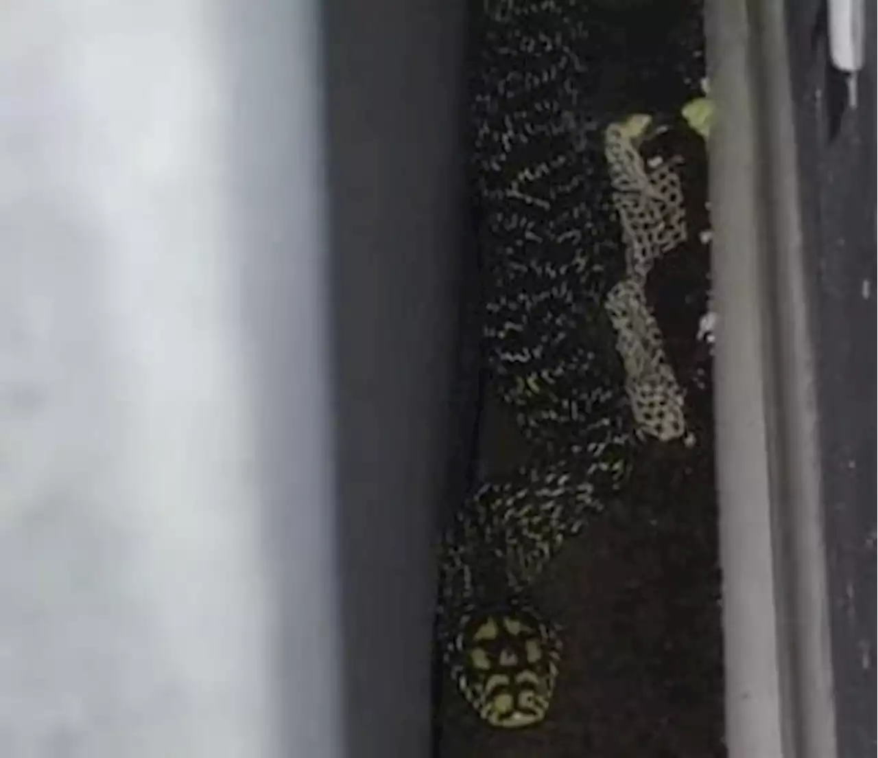 EISH WENA: Man finds giant SNAKE in his bedroom [viral video]