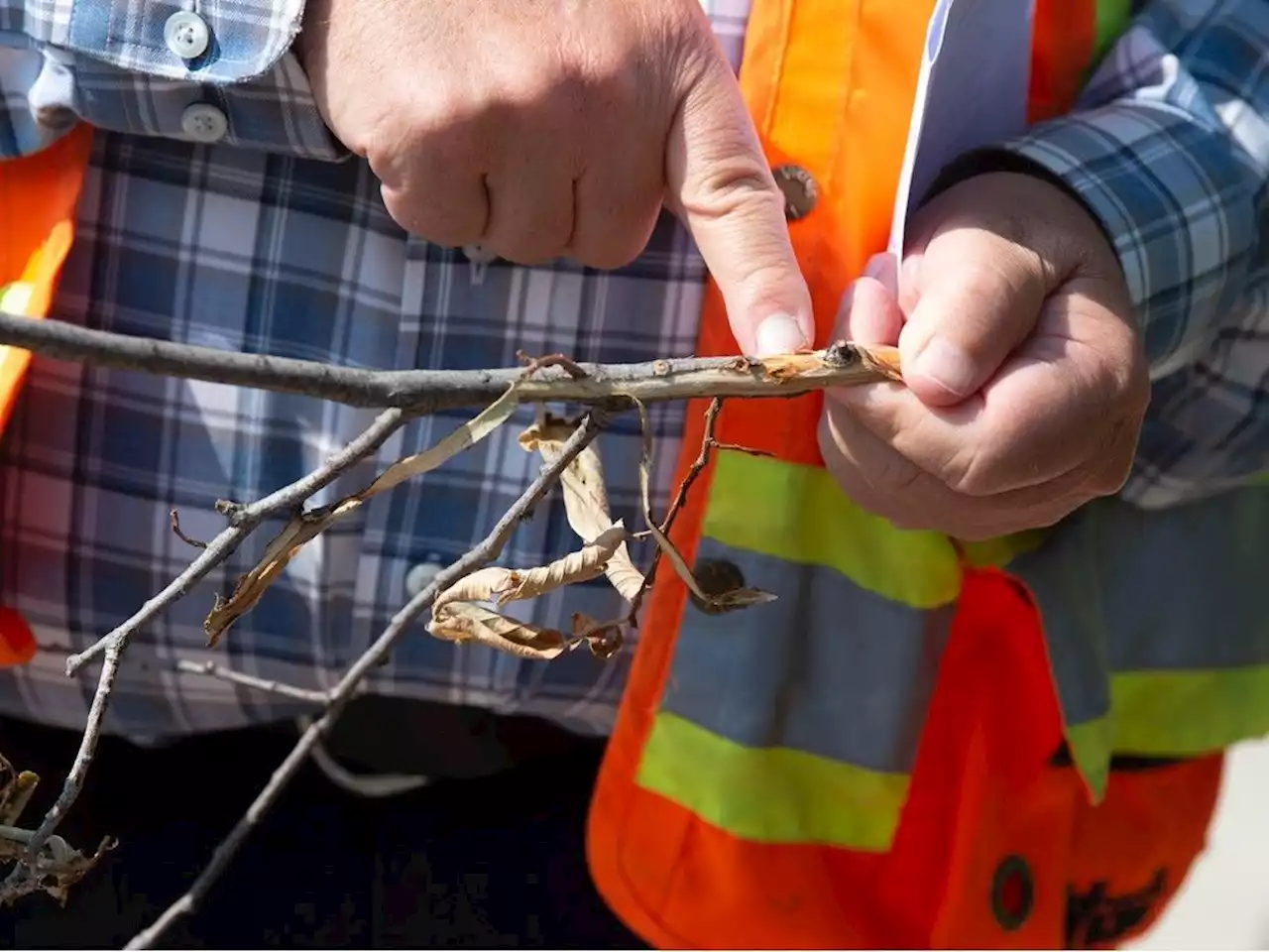 Invasive species essentially a 'time bomb' if established in Saskatchewan