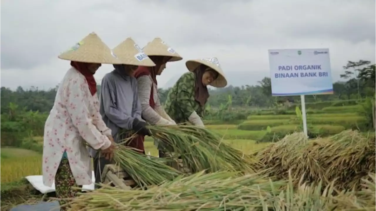 BPS Ungkap Nilai Tukar Petani Naik pada Desember 2022, Simak Penjelasannya