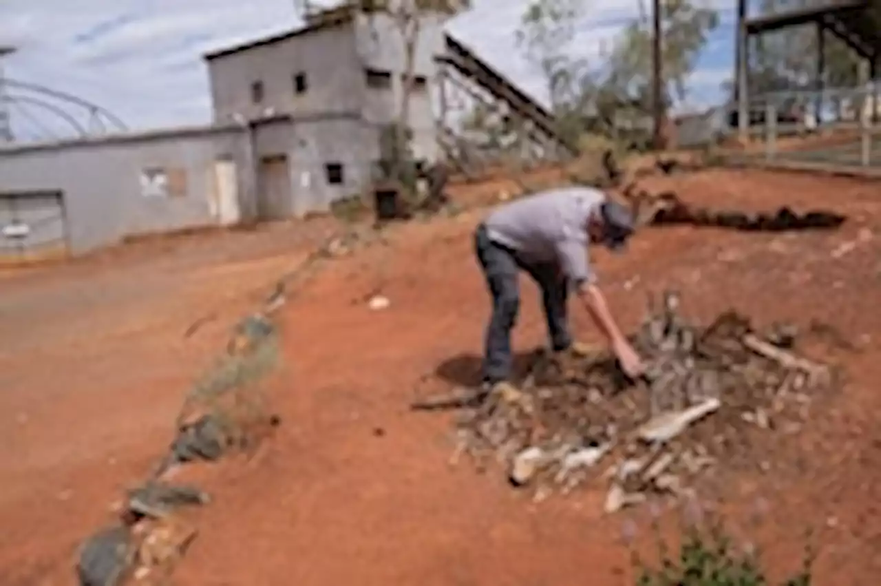 Hungry and on the march as the climate heats up: Termites in Australia